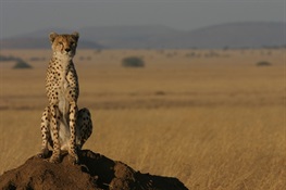 Conservationists “On the Fence” About Barriers to Protect Wildlife in Drylands